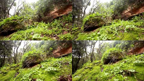 大自然森林深处树木实拍