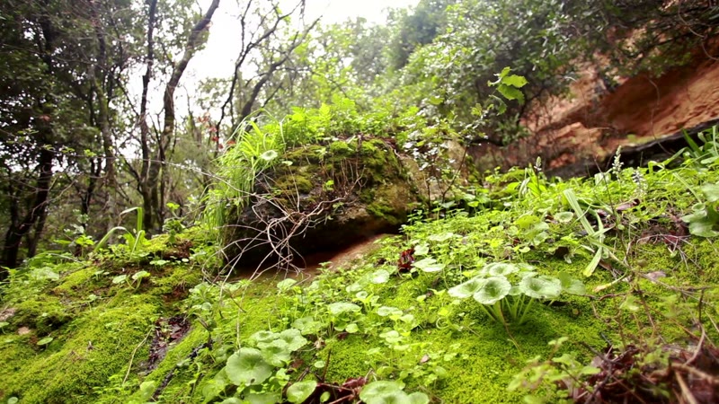 大自然森林深处树木实拍