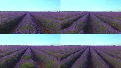 法国普罗旺斯紫色薰衣草庄园