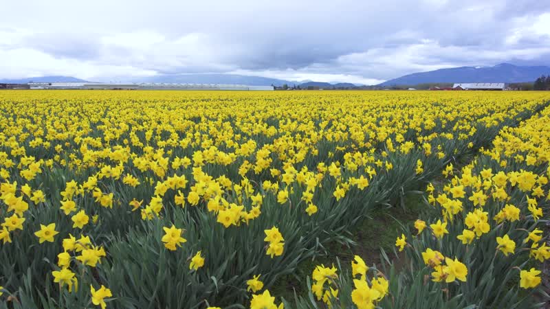 春暖花开花海花卉花圃自然鸟鸣
