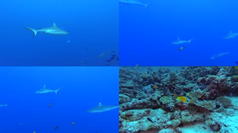 海底世界海洋世界海洋生物水下探险