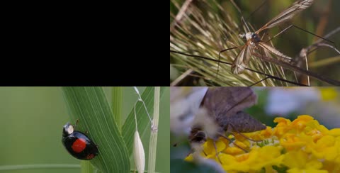 4k微观镜头下的昆虫世界