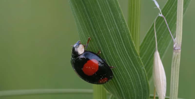 4k微观镜头下的昆虫世界