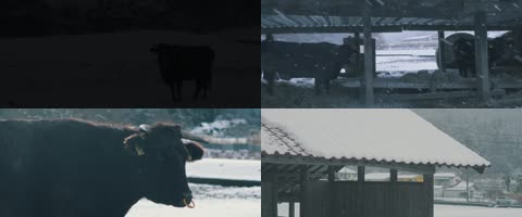 乡村冬天牛棚安静生活