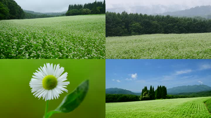 4K雨后绿色自然花朵大自然氧吧