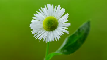 4K雨后绿色自然花朵大自然氧吧