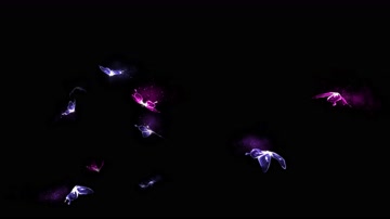 4K五彩蝴蝶飞舞