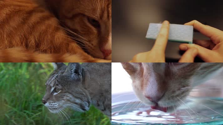 4K猫科动物舔食喝水各种表情动作