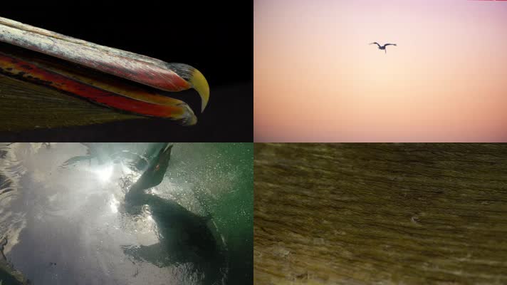 4K野生保护动物鹈鹕生存环境