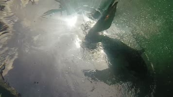 4K野生保护动物鹈鹕生存环境