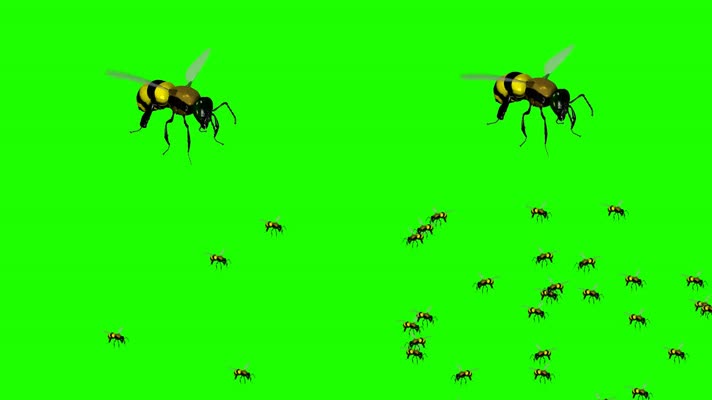 蜜蜂绿屏