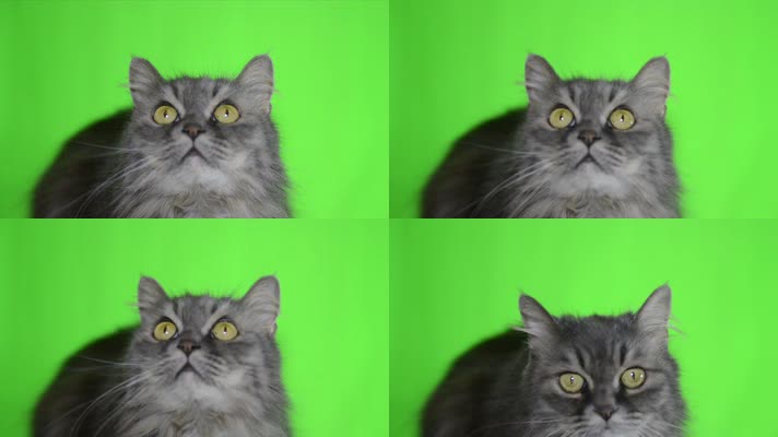 绿屏猫咪