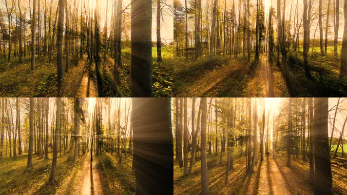 实拍阳光照耀下穿梭树林