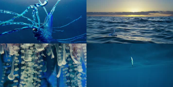 超美漂亮深海生物水母捕食小鱼