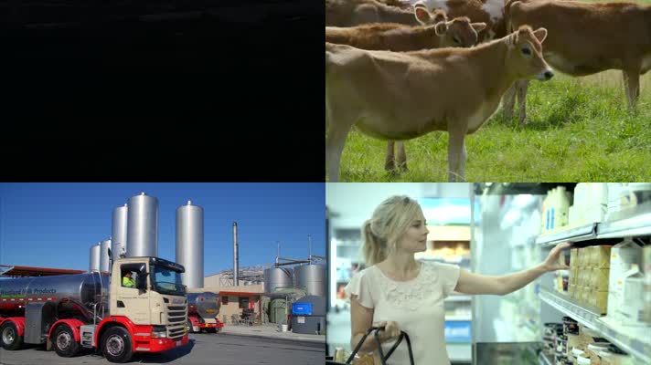 绿色生态草原奶牛养殖生产牛奶运输销售