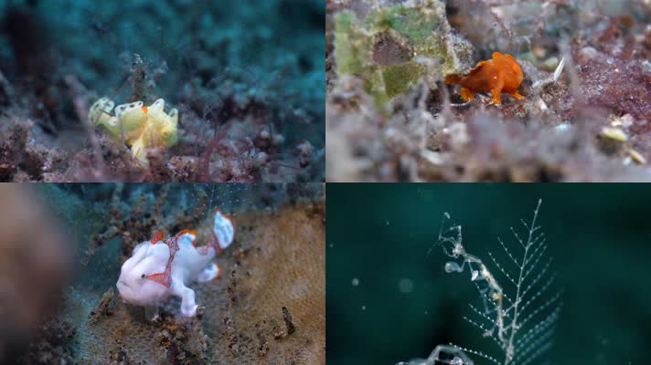 4K水族馆鱼缸海底世界微生物