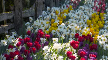 4K春天郁金香花海