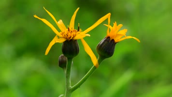 4K青山植物特写夏季高原花丛散步