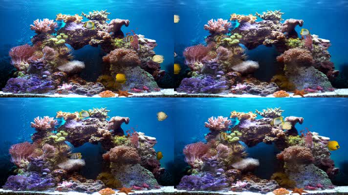 生态鱼缸水族馆气泡珊瑚热带鱼群