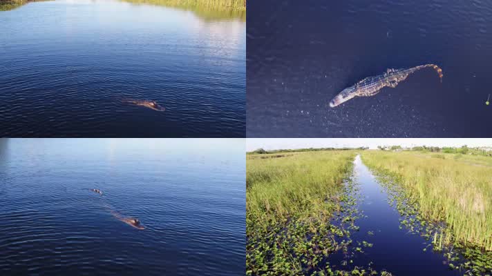 4K航拍湿地河流鳄鱼