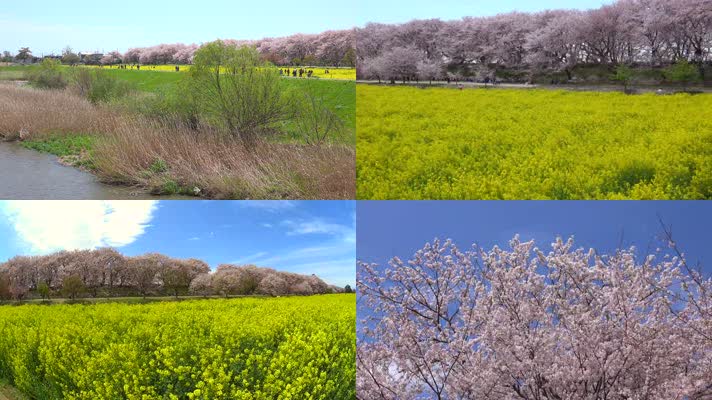 4K日本権现堂樱花油菜花争艳