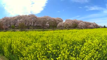 4K日本権现堂樱花油菜花争艳
