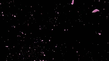 4K粉色花瓣停留汇聚通道5款（推荐）