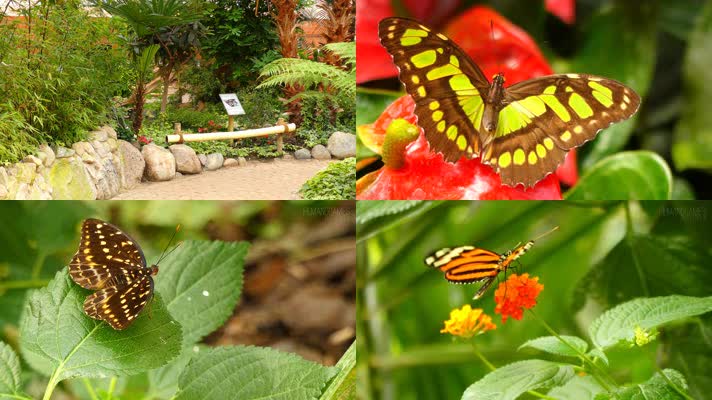 4K植物园花园景观蝴蝶飞舞特写