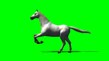 绿屏骏马抠像素材