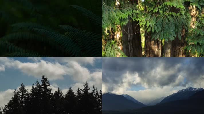 3K壮观自然森林溪流流云风追逐延时拍摄