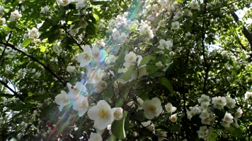 李树桃树果树春天季节花开放唯美镜头