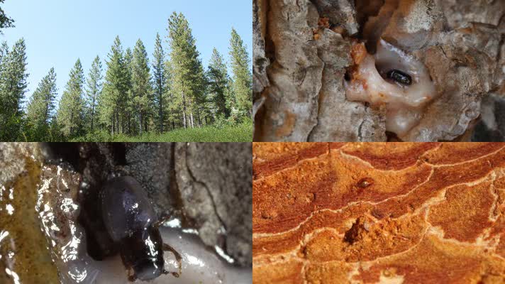 3k甲虫动物生物研究