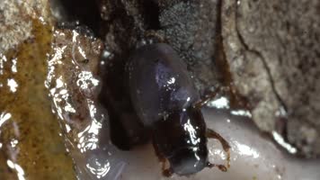 3k甲虫动物生物研究