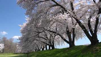 4K拍摄北信浓飞舞的春天樱花飘落