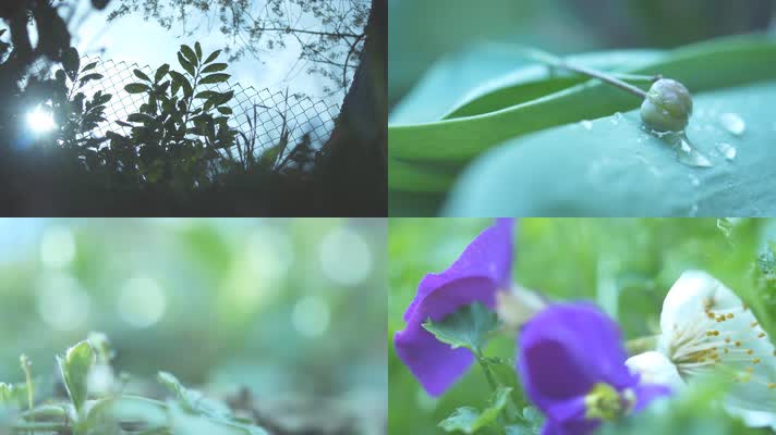 4K大自然花草植物景深虚焦拍摄