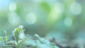 4K大自然花草植物景深虚焦拍摄