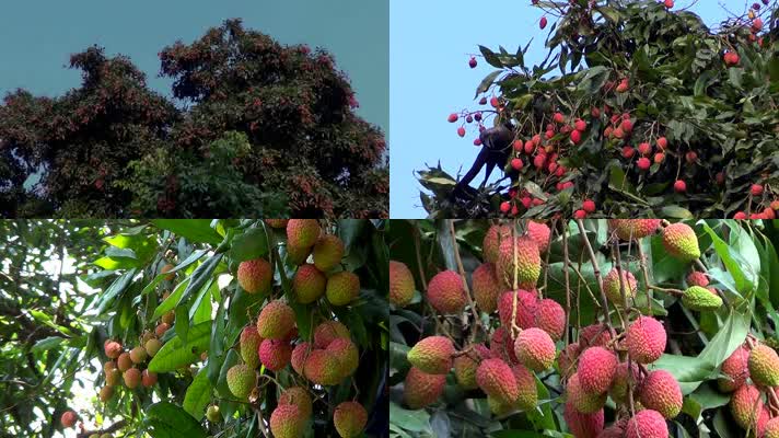 荔枝树果园高清实拍视频素材岭南荔枝成熟枝头水果