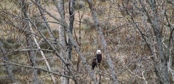 3K户外枯树老鹰河流山谷