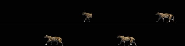 3K猎豹走过动画