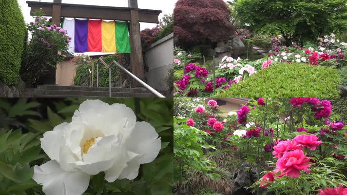 4K寺庙景观植物花朵花园