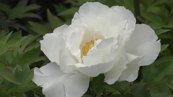 4K寺庙景观植物花朵花园