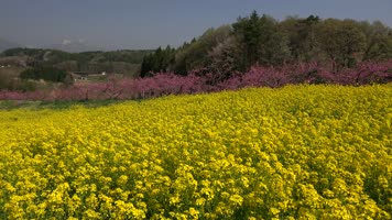 4K拍摄盛开的桃花和油菜花 