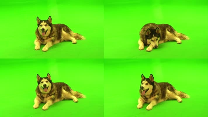 哈士奇绿屏抠像