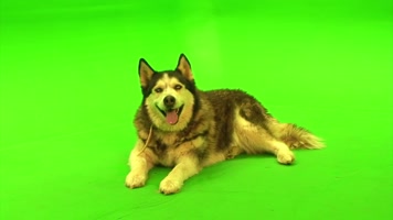 哈士奇绿屏抠像