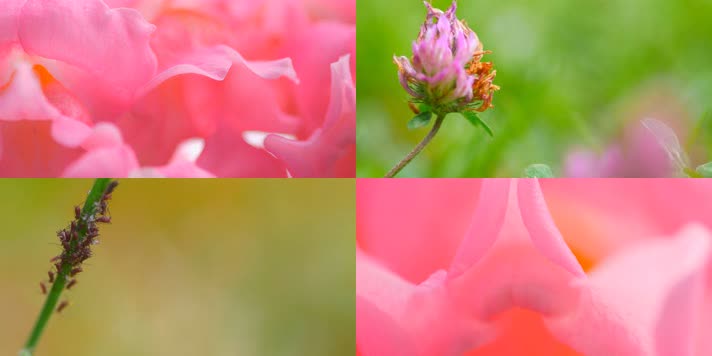 4k 清新微距花卉花朵