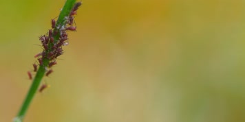 4k 清新微距花卉花朵