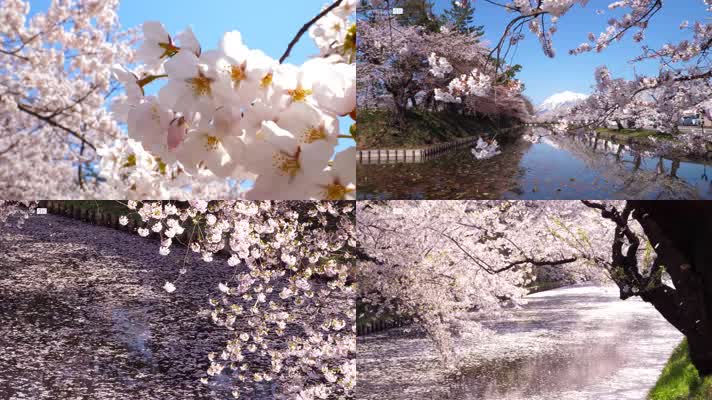 4K 浪漫日本樱花桃花美景