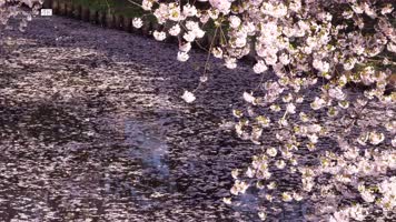 4K 浪漫日本樱花桃花美景