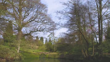 4K 梦幻绿色森林