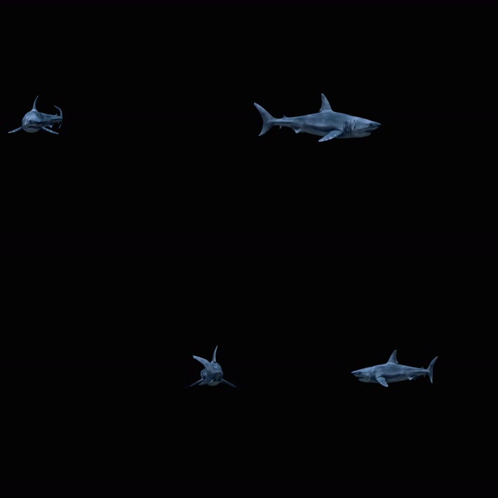 4k写实鲨鱼游动素材（带通道）